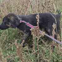 Blaire, female dog to adopt