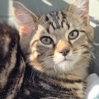 Diego, chat à adopter
