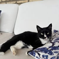 ENMA, chatte à adopter