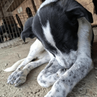 Pumpkin, dog to adopt