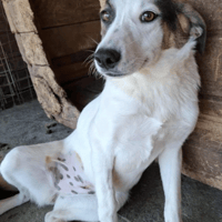 Carrie, female dog to adopt