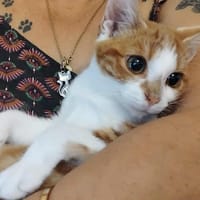 Brandon, chat à adopter