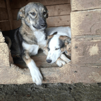 Casper, dog to adopt