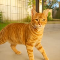 BRIOCHE, chat à adopter