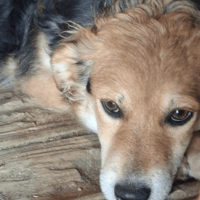 Autumn, dog to adopt