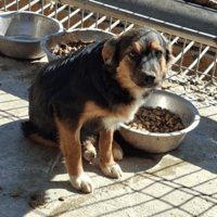 Sherman, dog to adopt