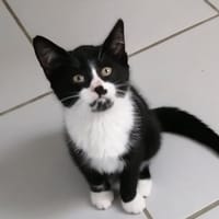 Choupette, chatte à adopter