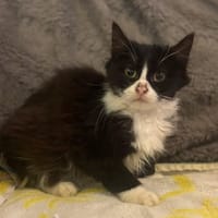 Louise, chatte à adopter