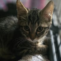 Rahan - Conan, chat à adopter