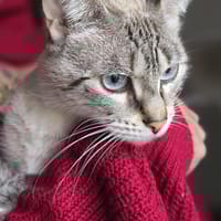 Soline, chatte à adopter