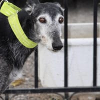 CURRITO, chien à adopter