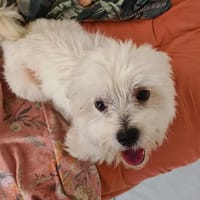 COOPER le joli coeur, chien à adopter
