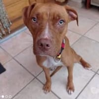 TWEET, chien à adopter