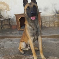 KANT, chien à adopter