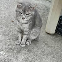 PAPI CHAT, chat à adopter