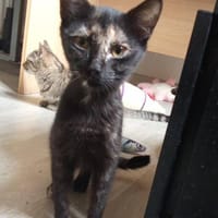 KIWI, chatte à adopter