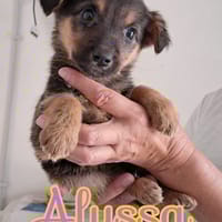 ALYSSA piccola dolce cagnolina da amare, cane femmina da adottare