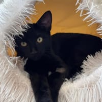 BACCHUS, chat à adopter