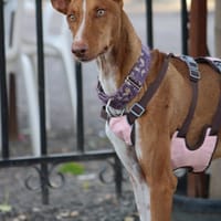 REINA, chienne à adopter