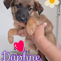 DAFNE nata ad agosto’25, cane femmina da adottare