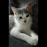 SIAM, chat à adopter