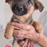 DOROTHY splendida signorinella, cane femmina da adottare