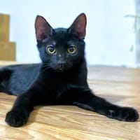 ZOU, chat à adopter