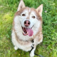 Conan, pies do adopcji