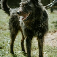 Mafi, pies do adopcji