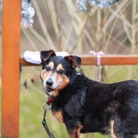 Trufel, pies do adopcji