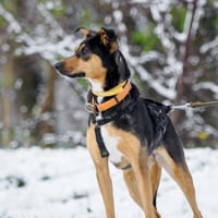 Nova, suczka do adopcji