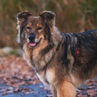 Tedi, pies do adopcji