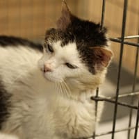 Vittorio, kot do adopcji