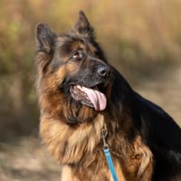 Borys, pies do adopcji