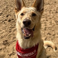 Besia, suczka do adopcji