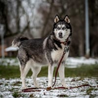 Nila, suczka do adopcji