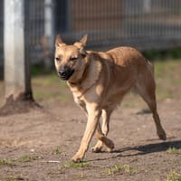 Lumi, suczka do adopcji