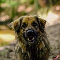 Kefir, pies do adopcji