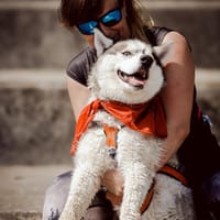 Balko, pies do adopcji