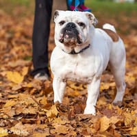 Yodo, pies do adopcji