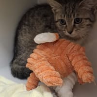 Psotka, kotka do adopcji