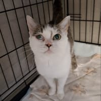 Maelle, kotka do adopcji