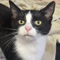 Mona, kotka do adopcji