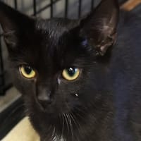 Lisa, kotka do adopcji