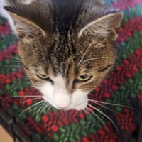 Fryga, kotka do adopcji