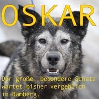 OSKAR - Adoptantin abgesprungen, Hund zur Adoption