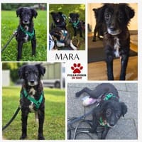 kleine Mara sucht ihre Menschen, Hündin zur Adoption