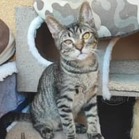 Kleiner Bandit sucht sein Zuhause, Kater zur Adoption
