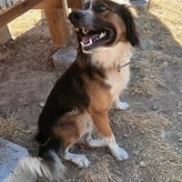 Aufgeweckter Raider sucht sein Glück, Hund zur Adoption