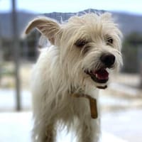 Kiki sucht einfühlsames Zuhause, Hündin zur Adoption